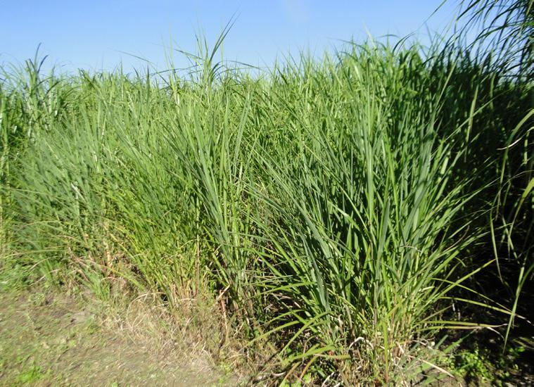Machinery and resources are spared from these areas to further improve yields on the Can miscanthus become a remedy for arable soil contamination in Poland?