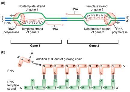 Termination 5 UTR coding region at 3 end of gene terminator loop (prokaryote) or processing enzyme 3 UTR Eukaryote RNA processing 5 end: capping addition of 7-methylguanosine