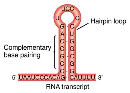 have 5 GU and 3 AG recognition sequence (GU AG rule) snrnps of spliceosome provide catalysis intron excised as lariat, destroyed Some nonproteinencoding genes have self-splicing