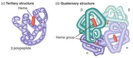 organisms with few exceptions Genetic code specifies 20 different amino acids (sometimes selenocysteine) trna