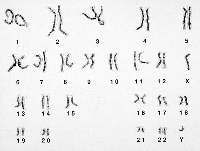 Genes are on chromosomes