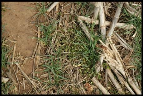 mind, ALS-inhibitor products used in burndown applications in corn such as Basis, Basis Blend, Resolve Q, Leadoff, or Crusher may not control populations of common chickweed that are resistant to