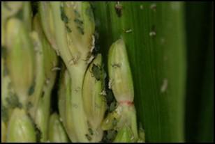 Systemic seed-applied insecticides may be used at planting, but the seed treatment rates used in KY for control of cereal aphids will not control Hessian fly; therefore, a greater rate must be used.