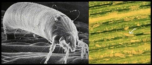 Figure 4. Electron micrograph of (L) Adult Wheat Curl Mite and (R) Wheat Curl Mite eggs laid on Wheat Leaf.