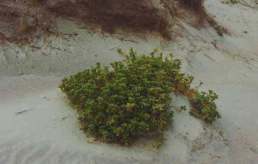 Chapter 5: Zeke s Island Component Estuarine Intertidal Scrub-Shrub Broad Leaf Deciduous subclass encompassed 27 acres (4% of total habitat) with Sea Ox-eye (Borrichia frutescens) the dominant