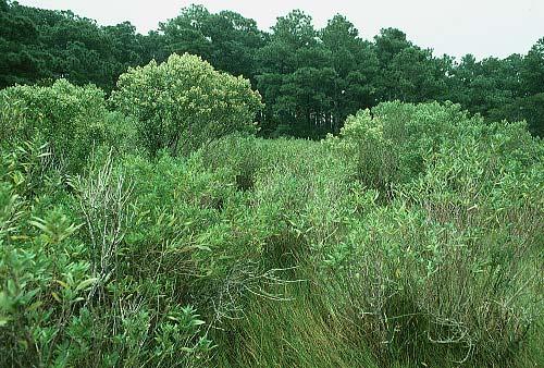grasses such as salt meadow hay (Spartina patens), sea oats (Uniola paniculata), inland saltgrass (Distichlis