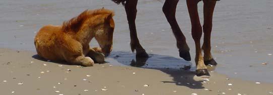 These horses are not part of the natural biota for the island and their presence has caused problems and interference with the native communities of the Reserve.