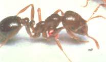 Fire Ants An Opportunity in a Fast Growing Market Professional Fire Ant Control Red imported fire ants (RIFA) are very