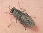 / Locust Control Insect-borne disease control (Malaria, Chagas ) Urban mosquito control