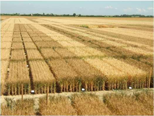 different environments, of: varieties agricultural