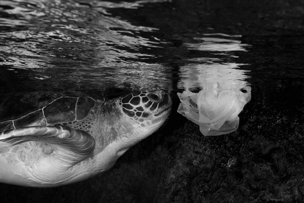 15 6 (b) Plastic bags cause the deaths of thousands of sea animals every year. More plastic bags are now made of PVOH (polyvinyl alcohol).