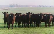 New Technologies in Artificial Insemination for Profitable Beef: WIIFM Why AI?