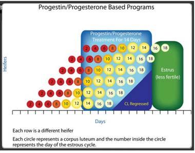 Progestins Progestins are compounds that have the same biological action as progesterone Progesterone secreted by CL Inhibits estrus Inhibits ovulation Prepares reproductive tract for pregnancy