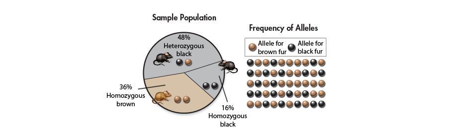 For example, this diagram shows the gene pool for fur color in a population of mice.