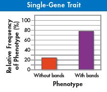 Single-Gene Traits A single-gene trait is a trait controlled by only one gene. Single-gene traits may have just two or three distinct phenotypes.
