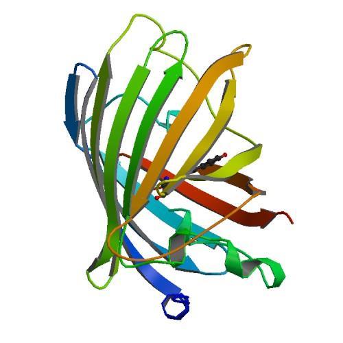 Fluorophores Synthetic dyes and fluorescent proteins pdb.