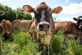 What is Grassmilk? Watch Out! No grass-fed standard exists and many products are positioned as grass-fed, but are not 100% grass-fed.