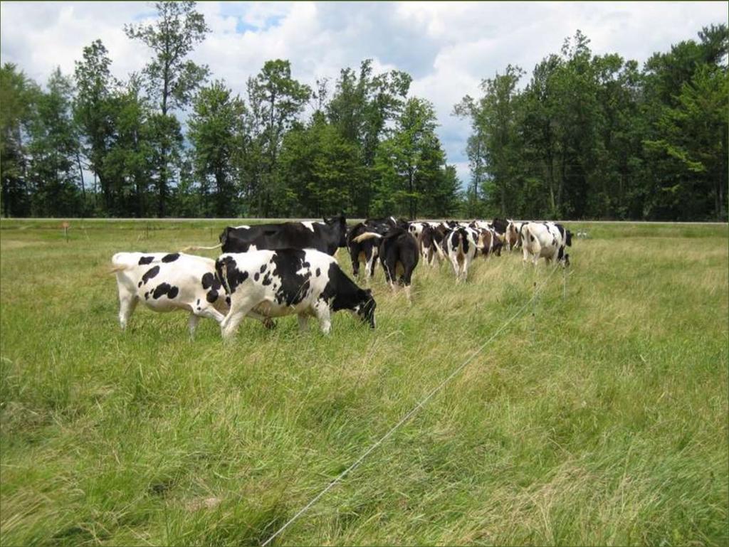 The Future Impact of Grazing True Management Intensive Grazing is a relatively
