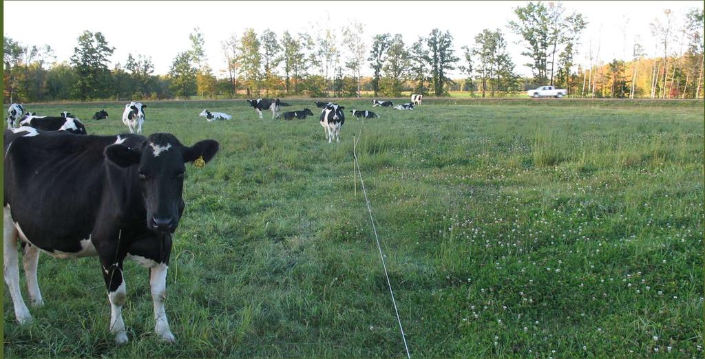 Holistic Management Takes a Big Picture Approach Grazing is a