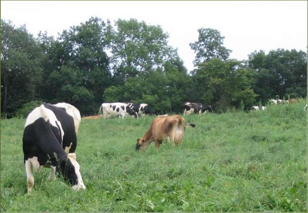 Organic Pasture Rule No less than 30% of dry matter intake from pasture during the grazing season Grazing season up to 365 days, but no less than 120 days per year Year-round access for all