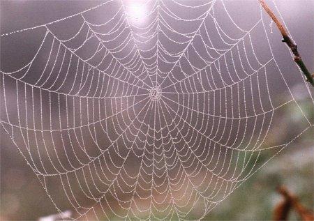 Spider silk (BioSteel) The