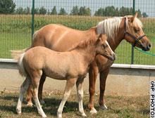 Problems with reproductive cloning High failure rate < 3% success rate 2003 first horse cloned (Prometea)