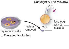 Obtain embryonic stem (ES) cells Therapeutic cloning 1. Isolate nucleus from a somatic cell which? 2.