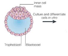 5. Take inner cell mass, transfer