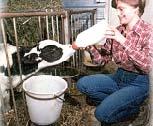 Safe Beef Starts with Healthy Cattle Treating sick cattle is a science that beef producers take seriously.