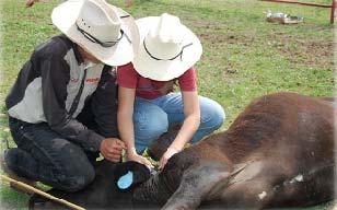 medication. Overusing antibiotics doesn t benefit cattle health and doesn t make good business sense.