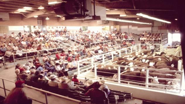 Animal Marketing When cattle are ready for market they are sold through a livestock auction market, which transfers ownership to the next level in the production chain.