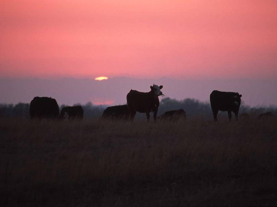 From Pasture to Plate: The Legacy Continues Kids on today s farms and ranches hope someday to continue the great legacy of producing high quality beef, just like the
