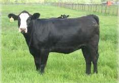 produced a calf Heifer?