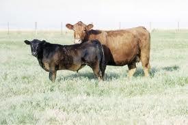 Cattle Breeds There are lots of