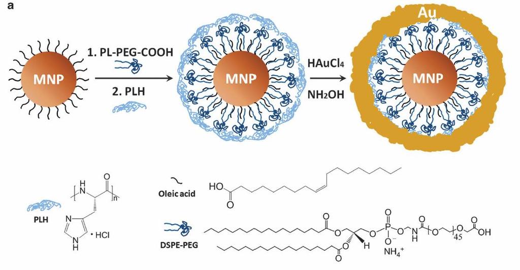 Synthesis of MNP-gold-coupled NP Schematic of MNP-gold core-shell NPs and mechanism of background suppression using mmpa. Key steps involved in hybrid NP synthesis.