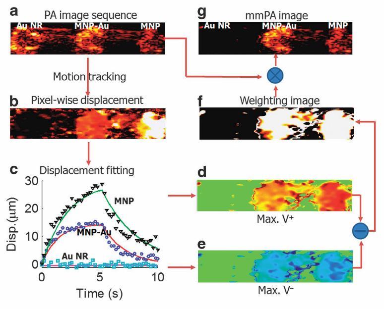 Modality, Magnetomotive Photoacustic (mmpa) Imaging A PVA phantom holds three 2-mmdiameter inclusions, in which the one on the left contains gold nanorods with absorption comparable to the 3 nm
