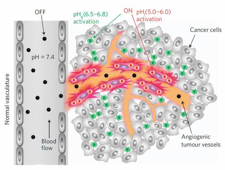 Ultra ph-sensitive (UPS) Nanoprobes A schematic of imaging the tumour microenvironment using UPS nanoprobes. The UPS nanoprobes stay OFF at ph 7.4 during blood circulation.