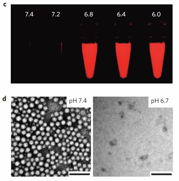 Characterization of UPS Nanoprobes c, Fluorescent images of UPSe Cy5.5 nanoprobe solution in different ph buffers (Exitation/Emission= 675/710 nm).