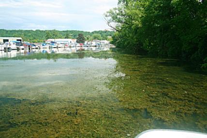 Cayuga Lake Watershed Hydrilla Ecological Impacts Outcompetes beneficial native species Thick mats of vegetative growth Reduces