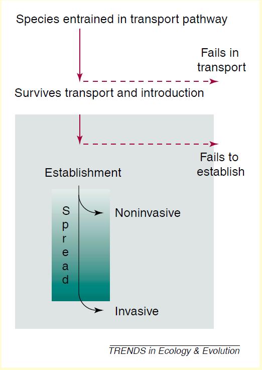 Invasive Establishment Transitions that a species must overcome to become invasive Transport pathway Introduction