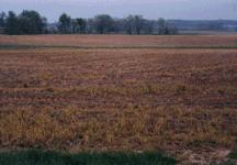Denmark: winter barley-wosr WOSR-winter wheat-winter winter wheat- (catch crop)-spring barley-(undersown