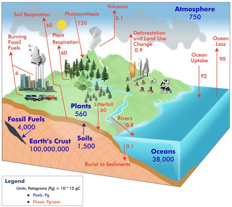 Balancing Global Carbon Cycle Carbon capture from atmosphere = payment of carbon debt eg.