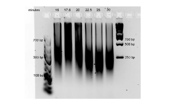 Figure 1- Time course chromatin shearing of 2x10 8 MCF10A cells in 1ml using TC12 tubes.