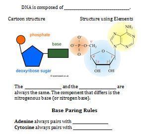 DNA Booklet DNA is composed of. The Deoxyribose sugarand the phosphate are always the same.