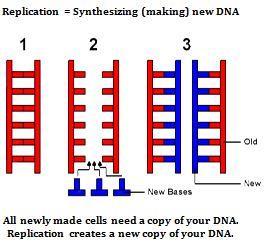 DNA Replication occurs during the S phase of the cell cycle