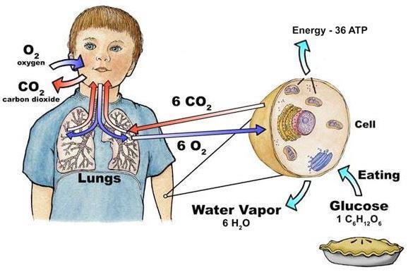 Part 1: Cellular Respiration Use