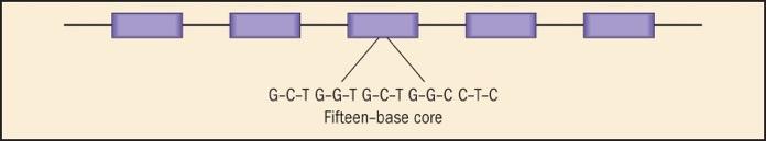 Figure 9-6 A DNA segment consisting of a series of repeating DNA units.
