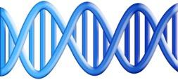 DNA Structure DNA is made up of