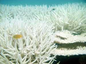 Climate impacts on coral reefs At a temperature increase of 1.