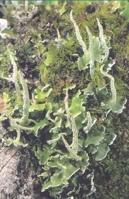 Lichen Communities Fungi that live in association with algae Sensitive to environmental stresses such as air pollution or climate